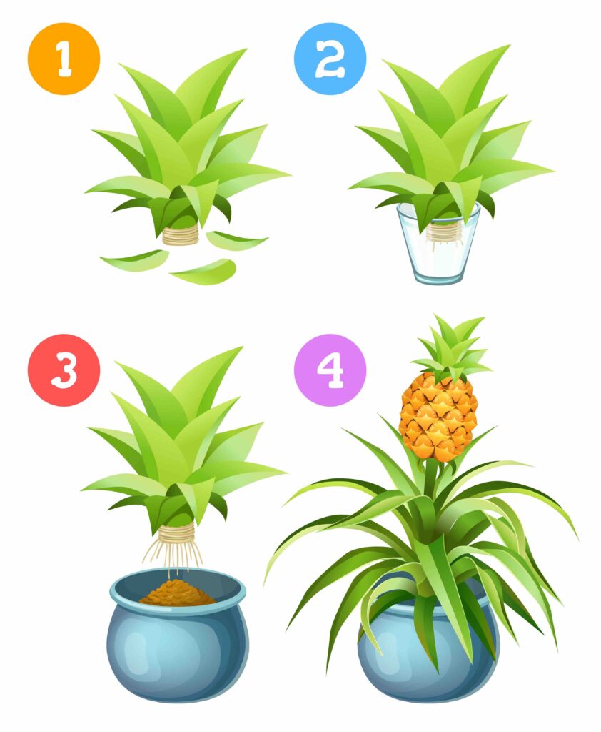 Growing pineapple at home. Rooting in a glass of water.