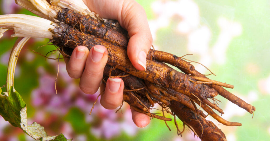 Roots and leaves of burdock (Arctium lappa) in woman's hand.The taproot of young burdock plants can be harvested and eaten as a root vegetable.
