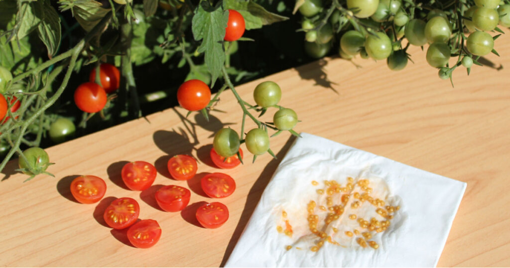 tomatoes and tomato seeds in the garden
