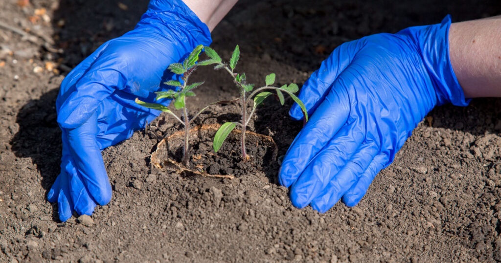 process of planting a plant in the soil for grow vegetables