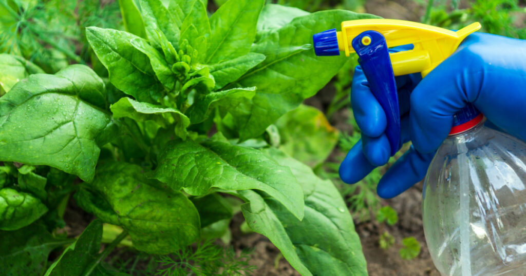 Preventive treatment of spinach seedlings before flowering with a fungicide against pests and diseases. Spraying plants with a sprayer. Garden care.
