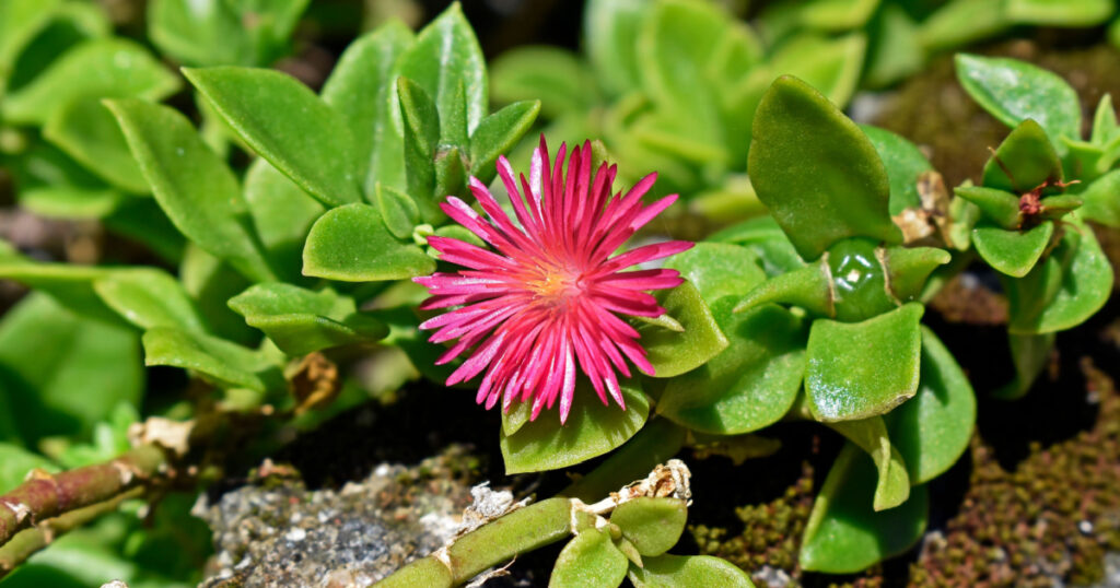 Baby sun rose flower (Aptenia cordifolia or Mesembryanthemum cordifolium) on garden