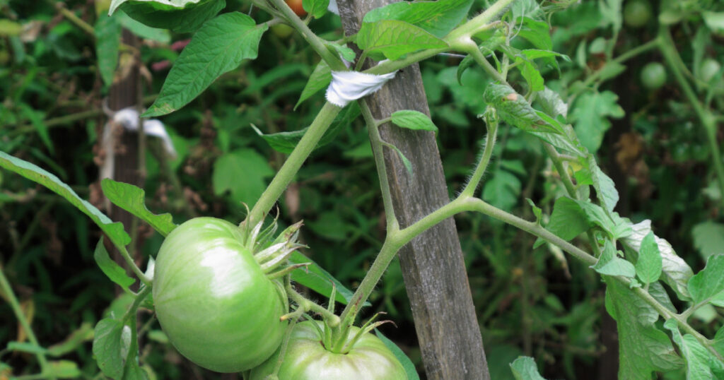 Green Tomato Plants - Unripe tomato plants tied to stakes in a garden.
