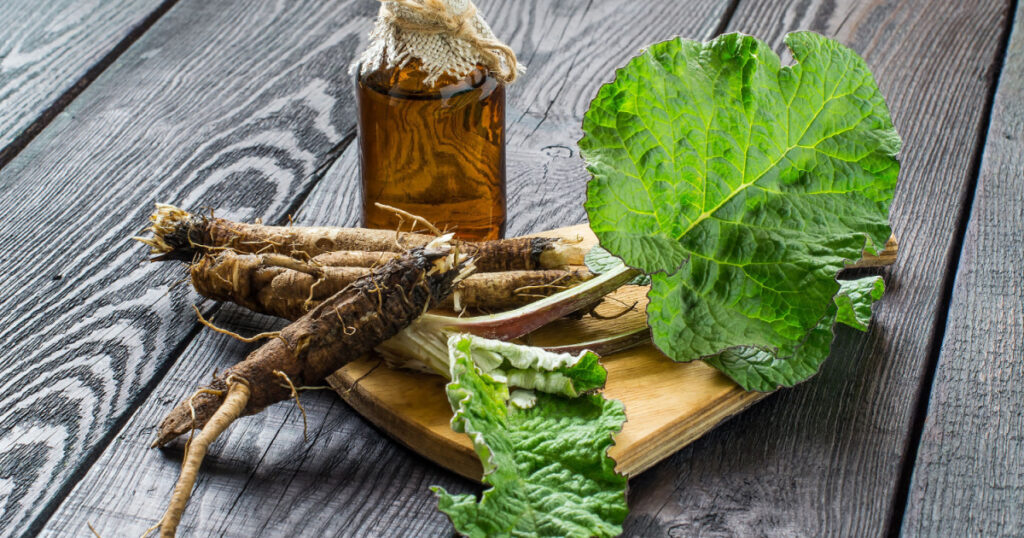 Medicinal plant burdock (Arctium lappa). The roots and leaves of burdock, burdock oil in bottle on wooden background. It is used for the treatment and care of hair
