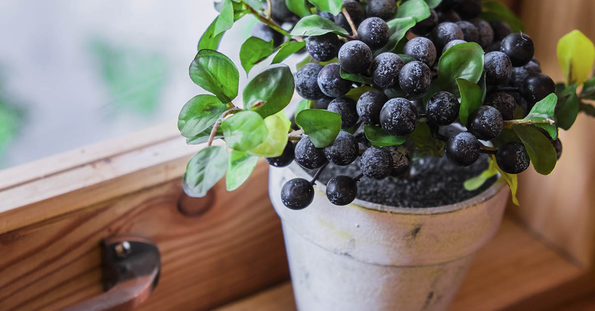 Blueberries in a pot by a window