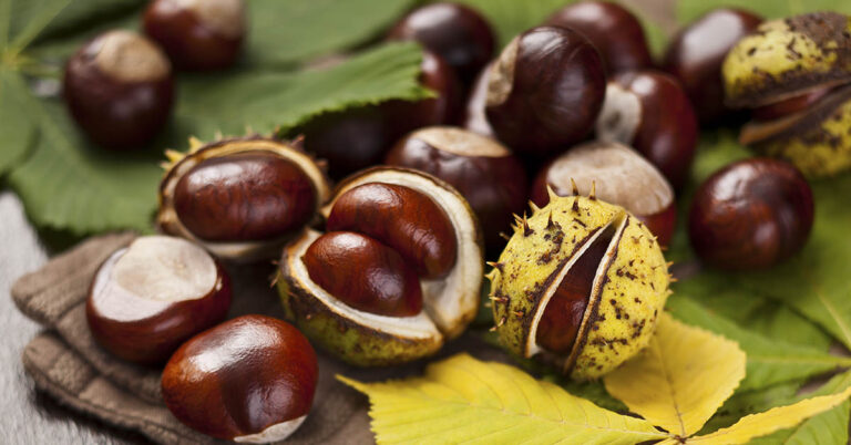 7 Potential Benefits of Horse Chestnut Extract (+ How to Use) - Featured image