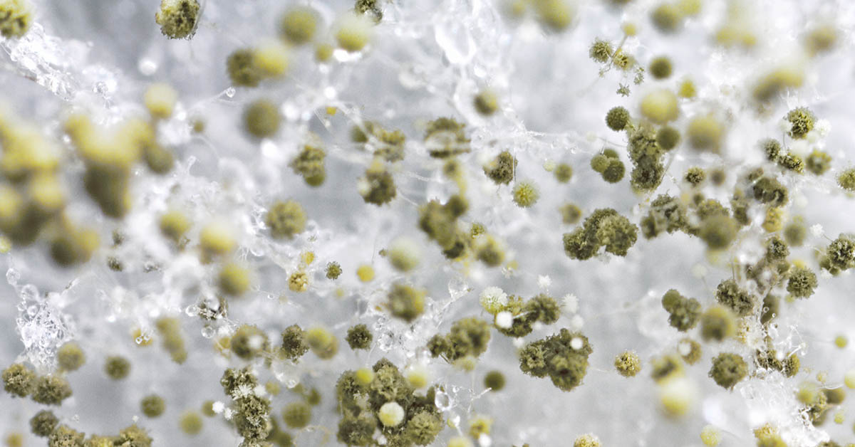 illustration of mold spores
