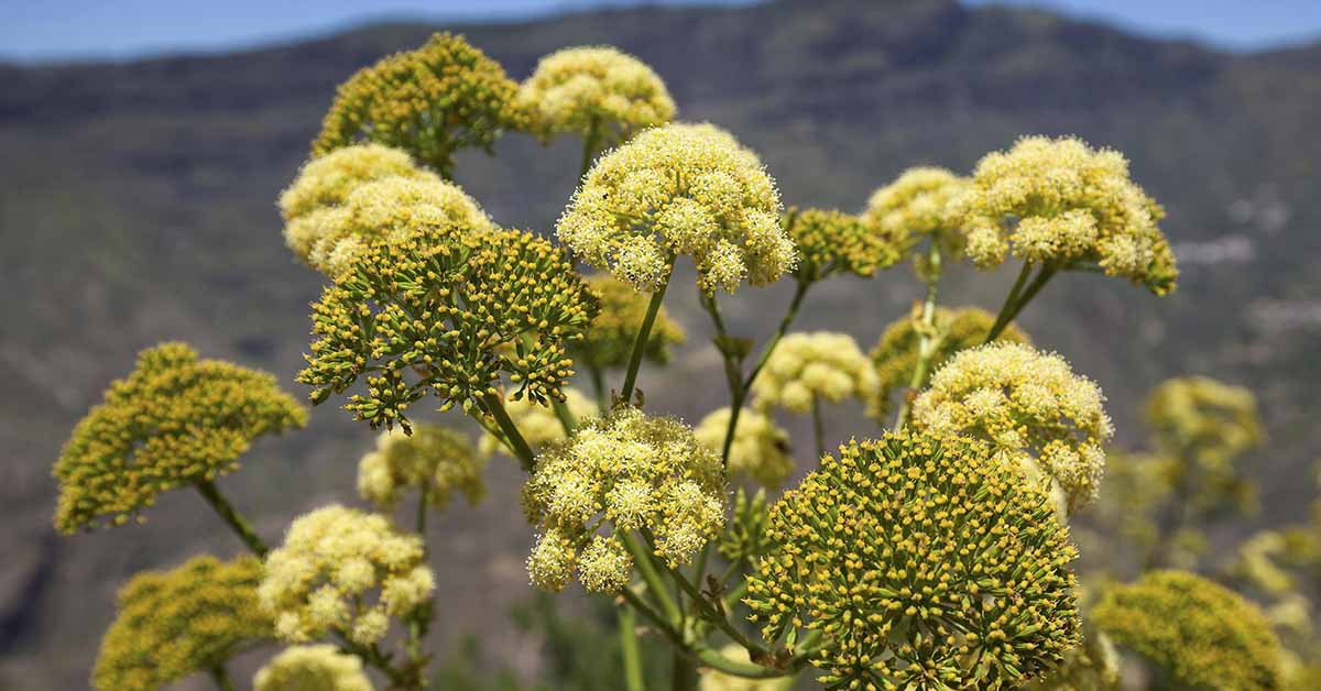 Giant fennel plant