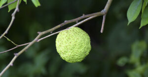 hedge apple
