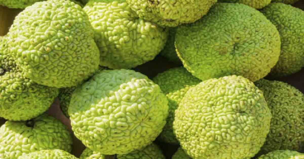 What Are Hedge Apples? The Hearty Soul