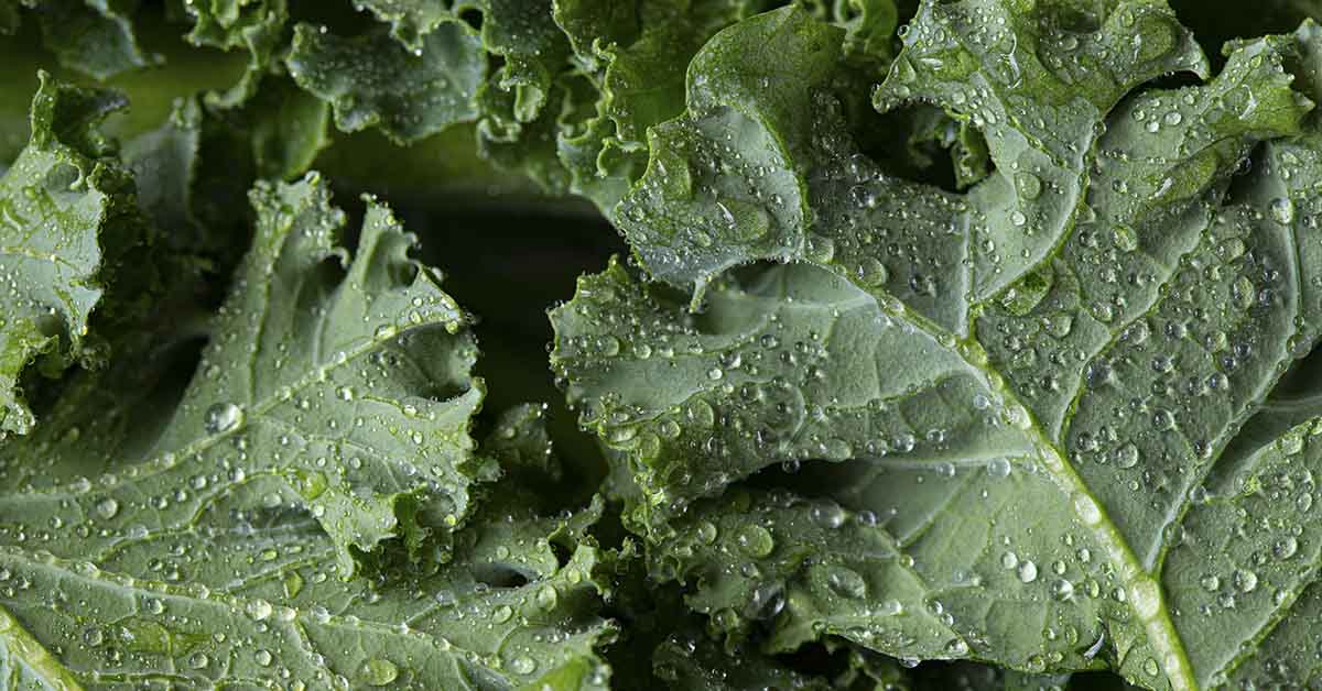 close up of kale.