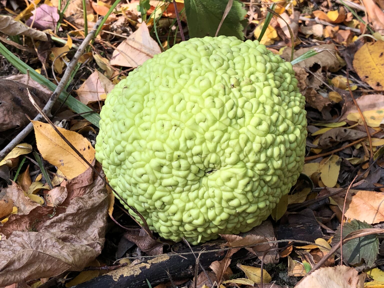 What Are Hedge Apples? : The Hearty Soul