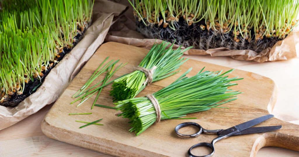 Freshly harvested wheatgrass with scissors on a wooden cutting board
