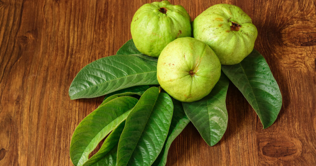 Crystal Guava (Psidium guajava) is a guava variety that is now favored by many Indonesian people
