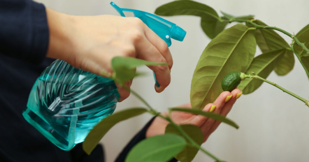 care for indoor plants. spraying the leaves of a home lemon tree close up