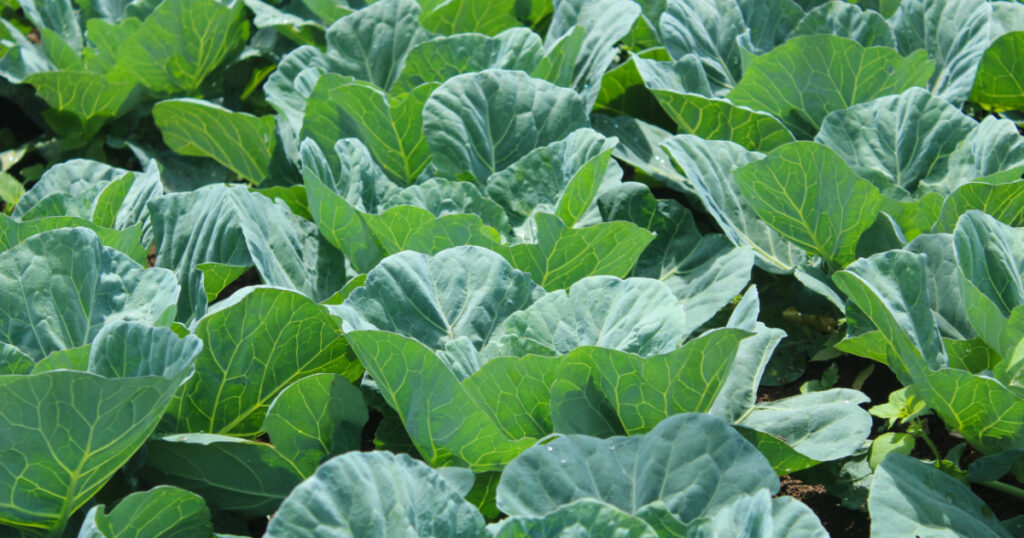 collard greens in high quality fields for daily nutritional needs
