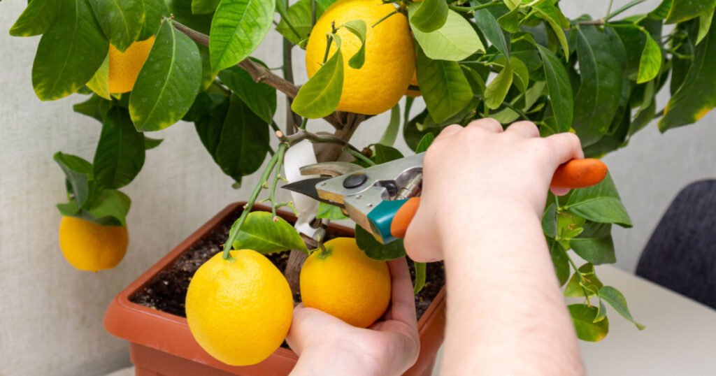 Harvesting fresh tasty lemons from potted citrus plant. Close-up of the females hands who harvest the indoor growing lemons with hand pruners. Ripe yellow lemon Volcameriana fruits and green leaves