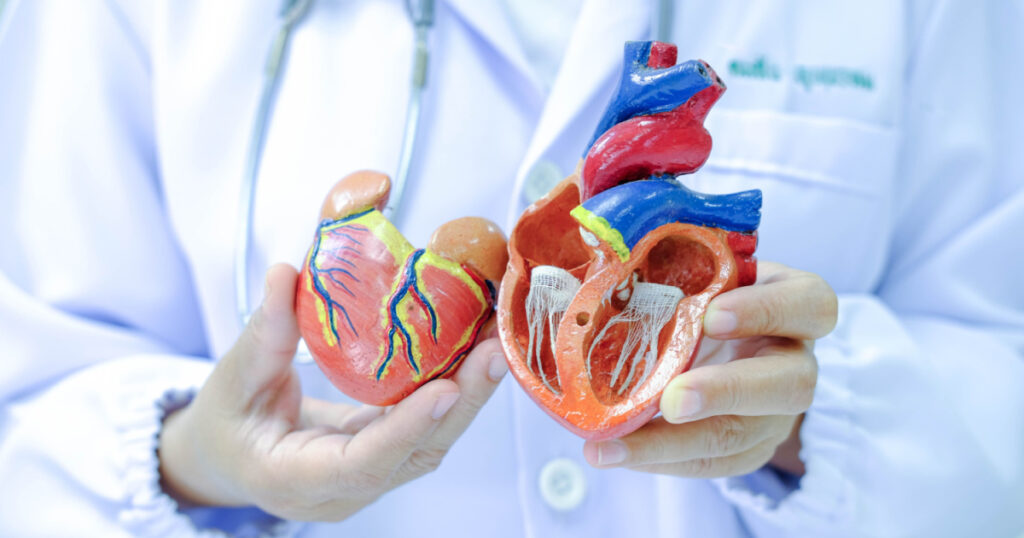 A person showing an anatomical model of the heart
