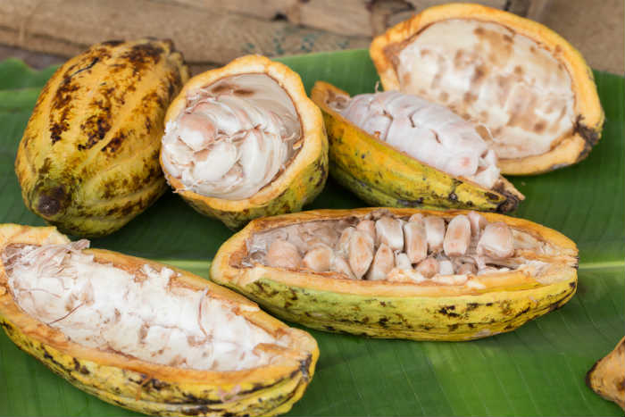 Cacao or cocoa beans