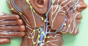 Is There a Connection Between Lymphatic Health & 'Leaky Gut'? lymphatic system in head and neck