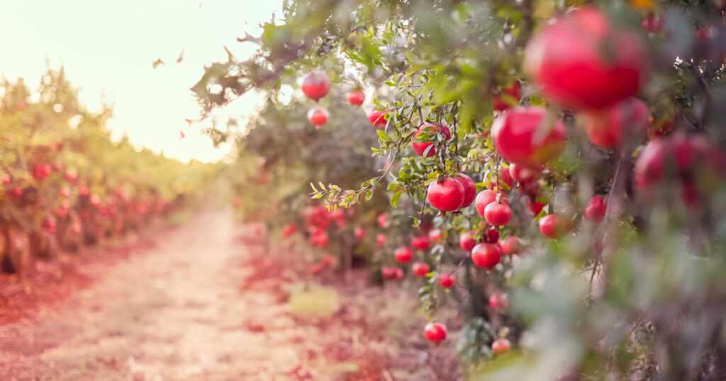 Pomegranates