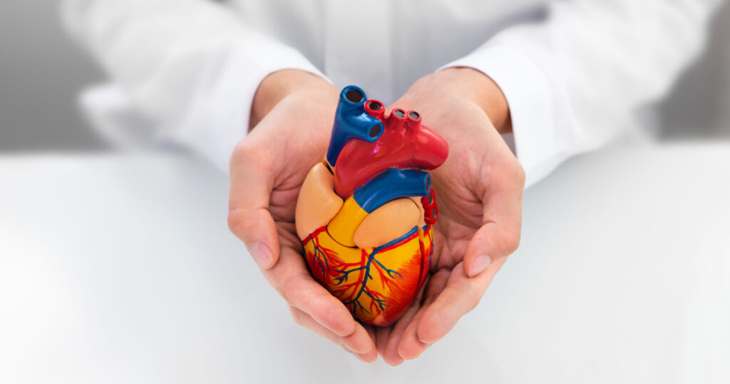 heart in  cardiologist hands