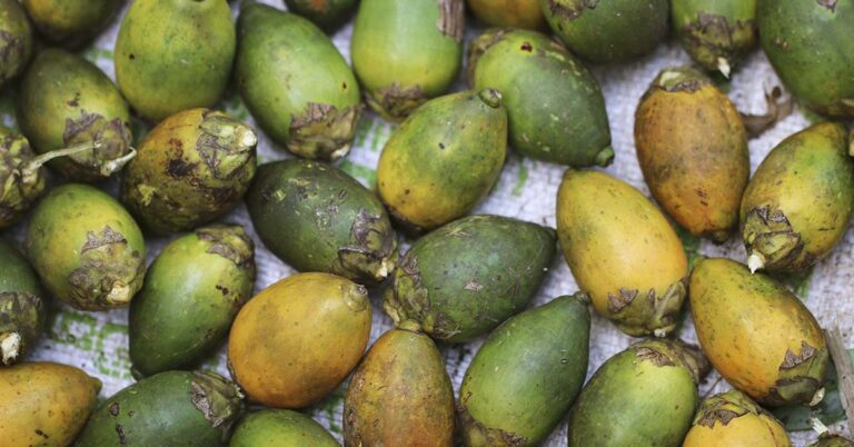 This Nut is Driving Record Rates of Cancer, But People Continue to Chew It - Featured image