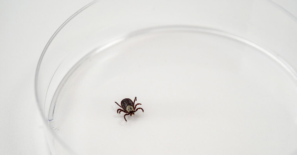 How to Identify Ticks in Your Home and Remove Them The Hearty Soul