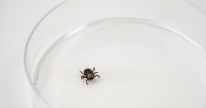 Tick in petri dish