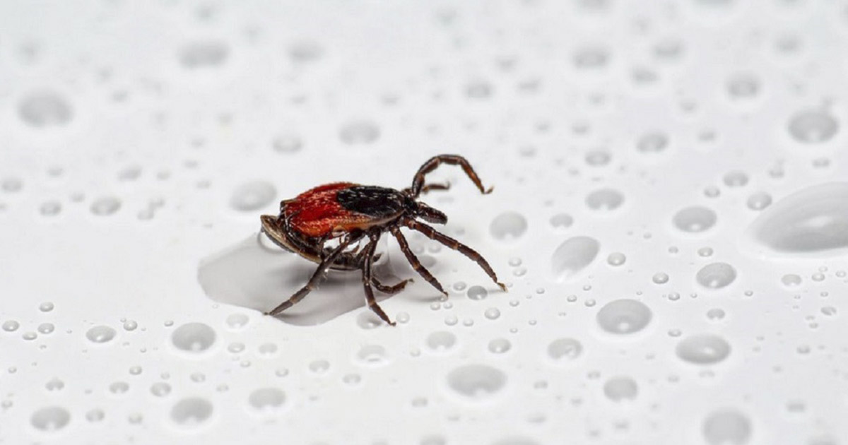 How to Identify Ticks in Your Home and Remove Them The Hearty Soul