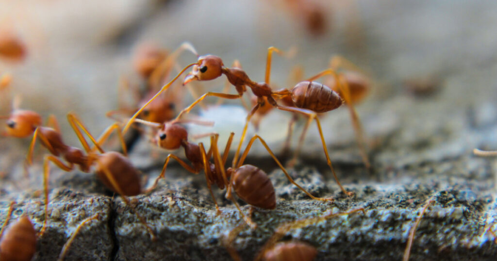 Red imported fire ant,Action of fire ant