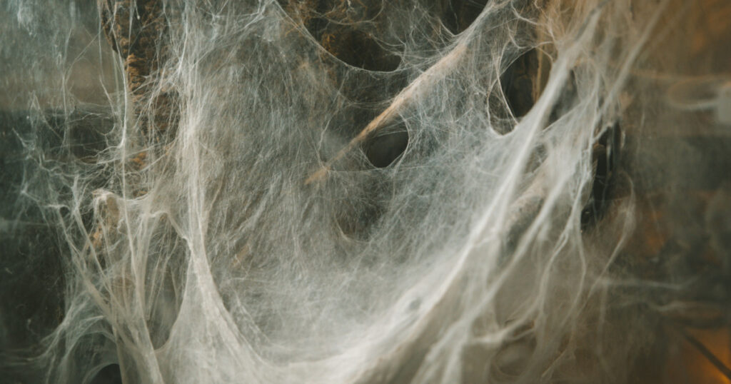 spider's lair cobweb in a terrarium snag nature mysticism exotic animals poison danger fear

