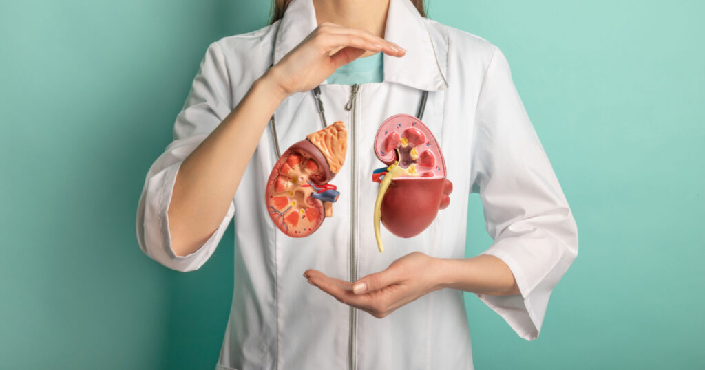 Female doctor with a stethoscope is holding mockup human kidney . Help and care concept
