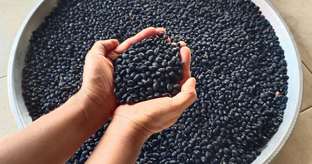 Black beans, organic beans, whole and incomplete beans, non-toxic, taken by farmers. The background image is a selection of black beans.