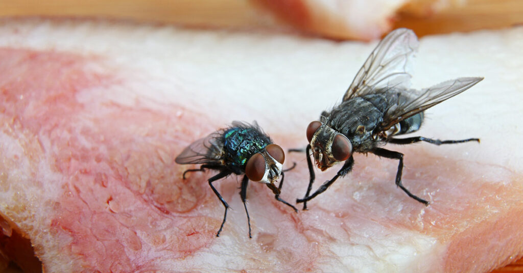 What Really Happens When A House Fly Lands On Your Food - Featured image