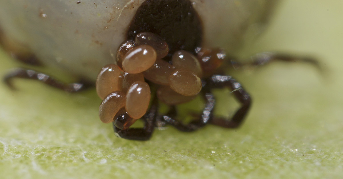 Tick laying eggs