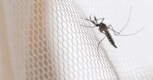 How to Make an Effective Mosquito Traps with Everyday Items mosquito on a net