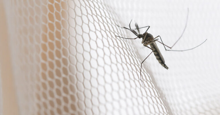How to Make an Effective Mosquito Traps with Everyday Items - Featured image