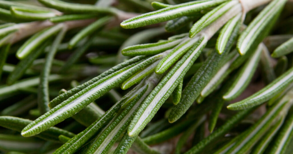 Rosemary herb closeup view background