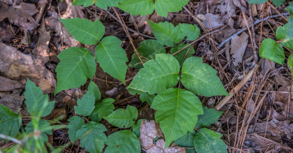 A clump of poison ivy growing on the forest floor along the trail in the woodland on a bright sunny day in summer