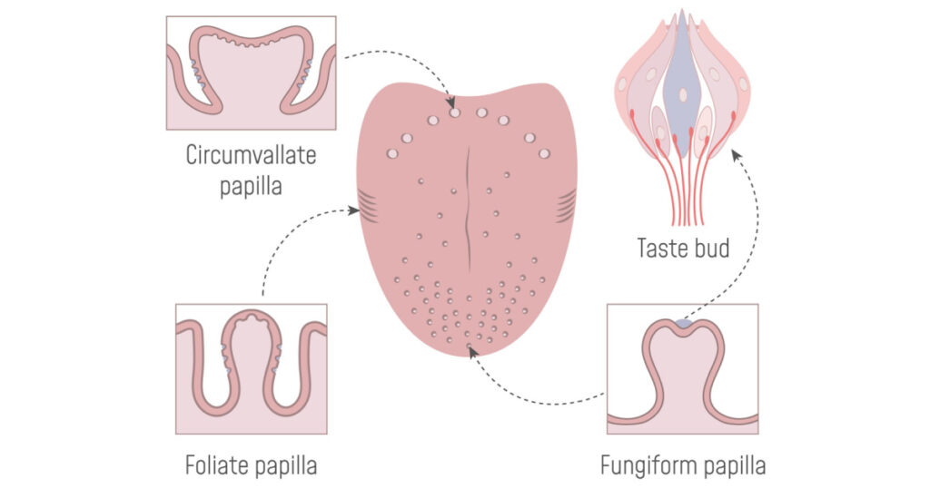 A cross‐sectional view of the lingual gustatory papillae and taste buds of the tongue. Gustatory Anatomy.
