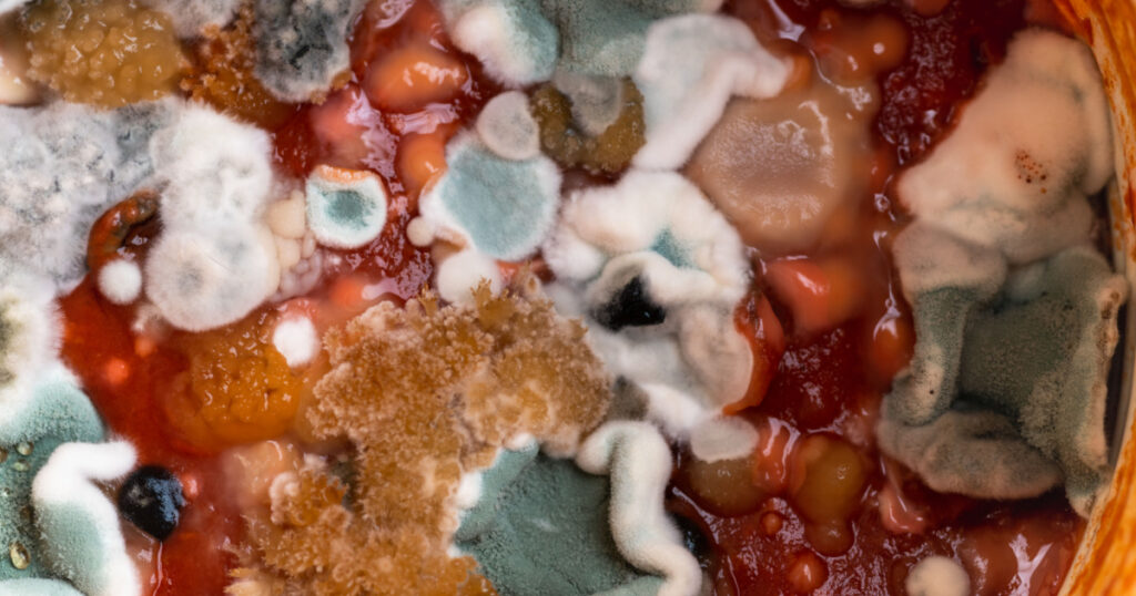 Macro Close up of Various Mold on Old Food
