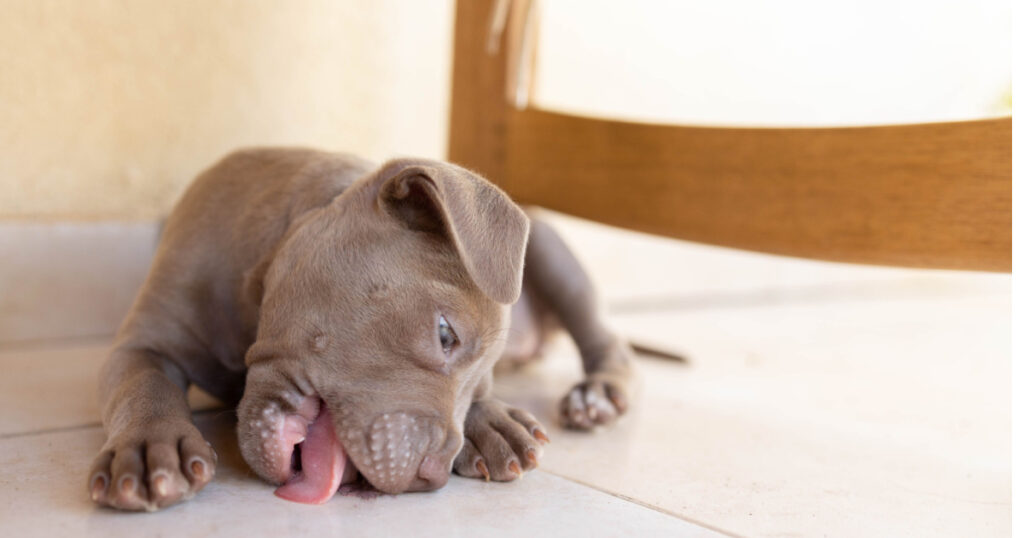 A puppy dog ​​licks the floor