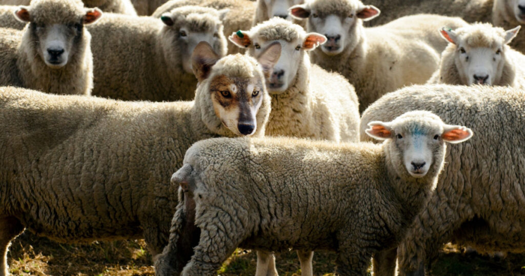 Wolf in sheep's clothing hiding among a flock of sheep.Concept photo of those playing a role contrary to their real character with whom contact is dangerous, particularly false teachers.