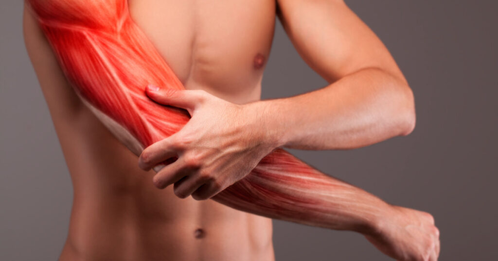 Human arm musculature. Anatomy of human arm.