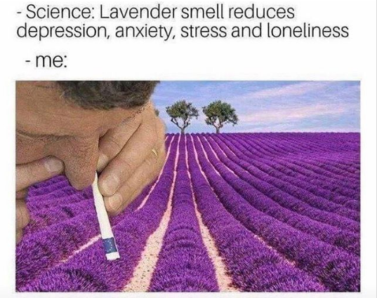 Lavender meme