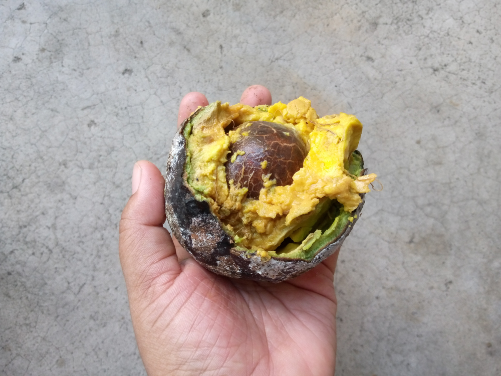 Avocado in hand is spoiled and moldy. Waste food concept