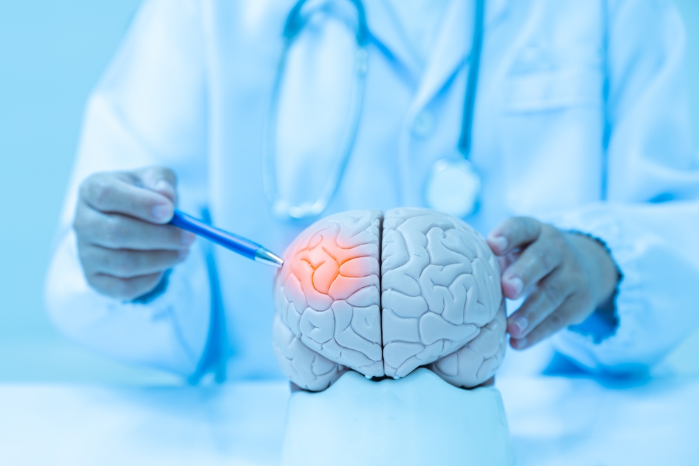 Neurologist hand pointing brain anatomy human model and brain disease lesion on white background.Part of human body model with organ system for health student study in university.Medical education.