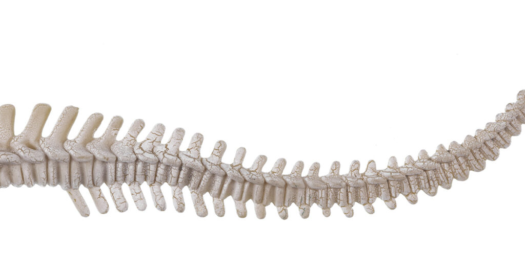 Scientists Figure Out How Humans Lost Their Tails 25 Million Years Ago
