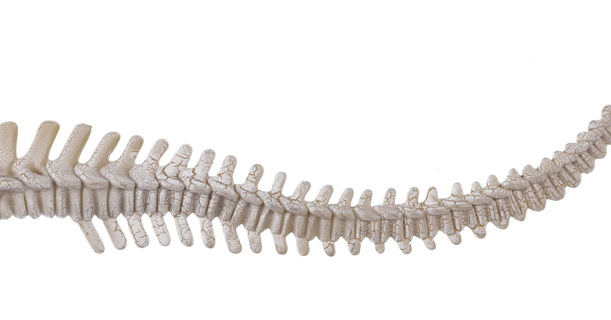 skeleton of animal tail